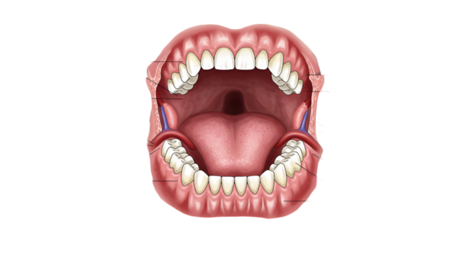 Detailed Mouth Anatomy Illustration Teeth And Tongue On Transparent Background