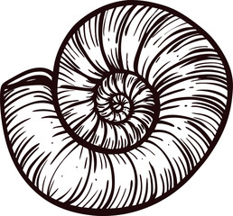 Hand drawn spiral shell illustration in vintage engraved style, detailed black ink lines, isolated on white background