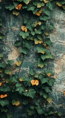 Ivy Climbing Up Rustic Wall with Green and Yellow Leaves