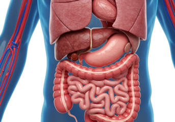 Detailed Medical Illustration Of Human Anatomy And Internal Organs