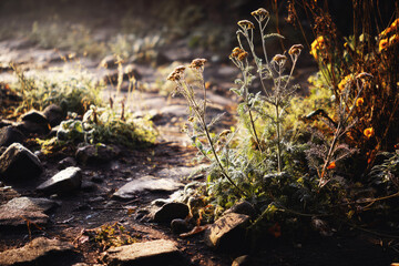 Lush green plants and vibrant flowers thrive in a tranquil garden, adorned with stones and fading foliage, illuminated by the soft glow of morning sunlight