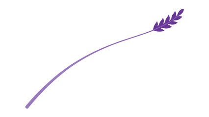 Gently Curved Dried Lavender Stem Purple Isolated White Background