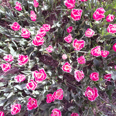 Pink tulip flowers in bloom circle movement blur effect on a flower bed garden springtime floral pattern background