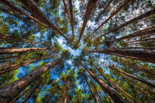 Looking up at pine trees against the sky