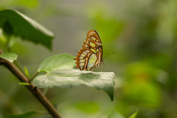 Malachitfalter / Schmetterling in der Natur auf einem Blatt