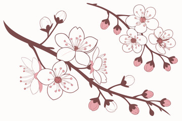 Naklejka premium Cherry blossom branches with buds isolated on white background