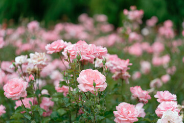 Close-up of blooming pink roses in garden with bokeh effect