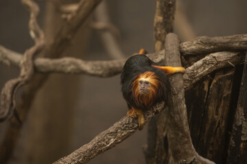 Goldkopflöwenäffchen in der Natur in Brasilien