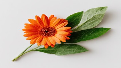 Vibrant orange gerbera daisy with green leaves on a white background
