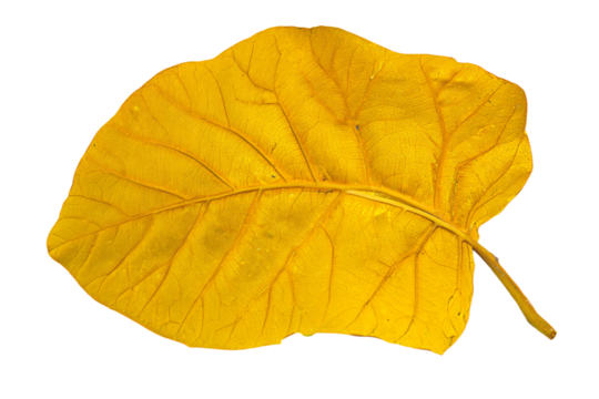 a yellow leaf with a thin stem on a white background - Powered by Adobe
