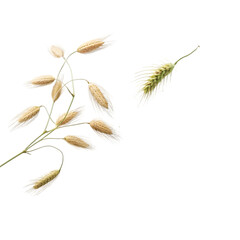 wheat isolated on white background