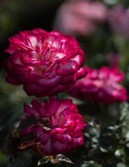 Red rose flower heads close-up, selective focus, abstractly blurred, dark background.