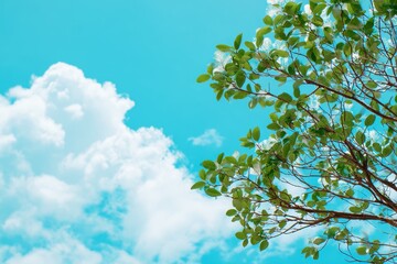 Fototapeta premium Young leaves and blossoms against a backdrop of blue sky and white clouds embodying summer travel in nature