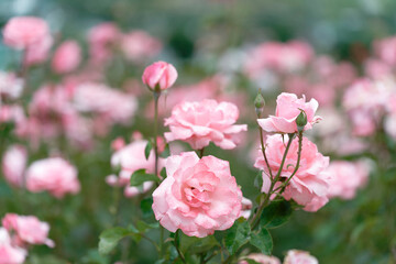 Close-up of blooming pink roses in garden with bokeh effect