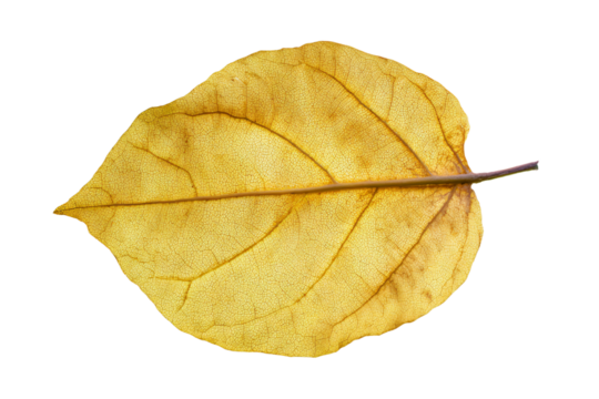 a yellow leaf with a thin stem on a white background