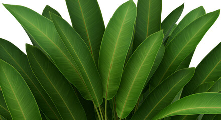 Green Leaves Plant Illustration Isolated On Transparent Background