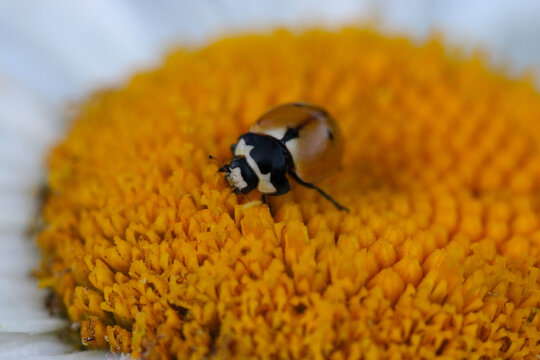 Ladybug on Daisy Carpals 09