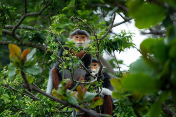 A rare species of primate inhabits Vietnam's forest. A family of red-shanked douc langurs sits in the treetops. A colourful monkey in an Asian forest.