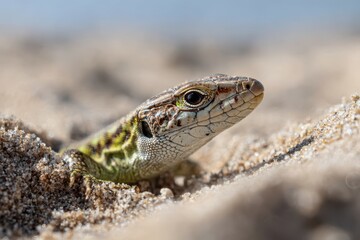 Fototapeta premium reptile on the beach