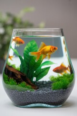 Goldfish bowl aquarium pet fish tank small aquatic animal home