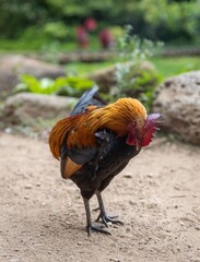 Wild chickens on a Hawaiian island