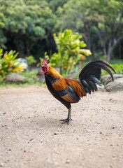Colorful rooster on a dirt path