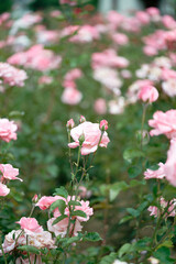 Beautiful pink roses in a rose field with soft effect