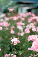 Beautiful pink roses in a rose field with soft effect