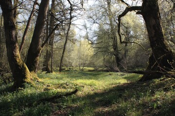Fototapeta premium springtime forest