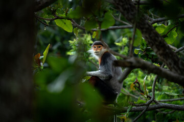A rare species of primate inhabits Vietnam's forest. A family of red-shanked douc langurs sits in the treetops. A colourful monkey in an Asian forest.