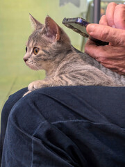 A relaxed tabby kitten peacefully rests on a person's lap while the person uses a smartphone. The kitten looks curious and attentive.