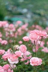 Beautiful pink roses in a rose field with soft effect