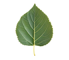 Fototapeta premium Detailed close up of a green leaf showcasing veins and delicate texture on transparent background