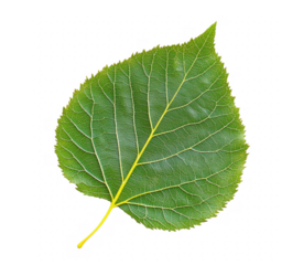 Detailed macro shot of a vibrant green leaf with intricate vein patterns isolated on transparent background