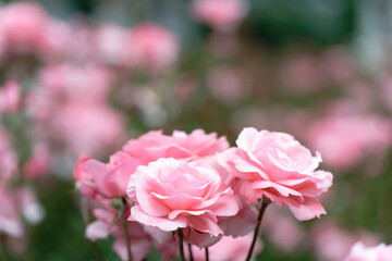 Close-up of blooming pink roses in garden with bokeh effect