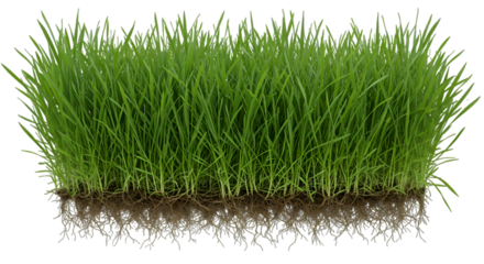 Realistic Isolated Green Grass Illustration On Transparent Background
