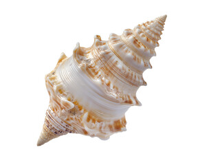 Obraz premium Detailed photograph of a beautiful seashell isolated against a solid transparent background