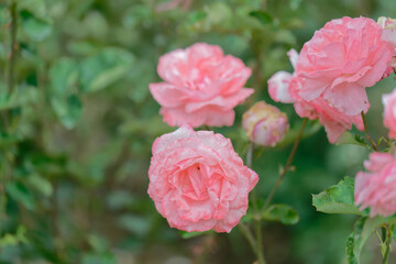 Close-up of blooming pink roses in garden with bokeh effect