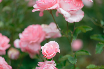 Close-up of blooming pink roses in garden with bokeh effect