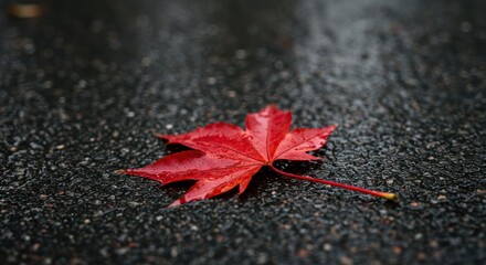 Red maple leaf fallen on wet pavement in autumn season