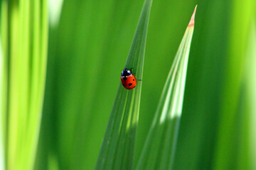 Ladybug on Green Leaf 03