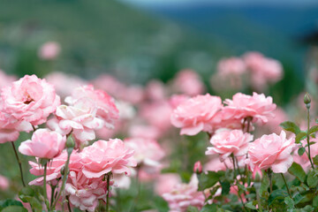 Pink roses in full bloom with soft background