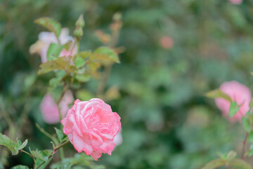 Close-up of blooming pink roses in garden with bokeh effect