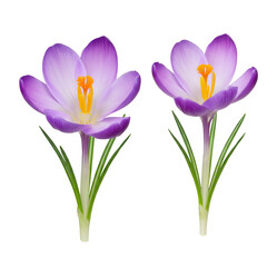 Naklejka premium Isolated Crocus Flowers Illustration on Transparent Background in Purple
