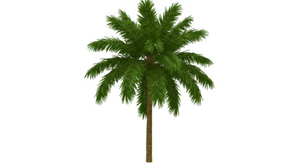 Isolated 3D Rendered Palm Tree With Green Leaves Against Transparent Background
