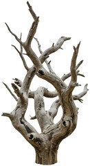 Isolated Dry Tree Illustration Against Transparent Background