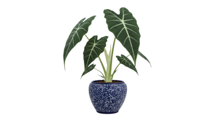 Isolated 3D Illustration of a Decorative Plant in a Blue Floral Pot with Green Leaves on a Transparent Background