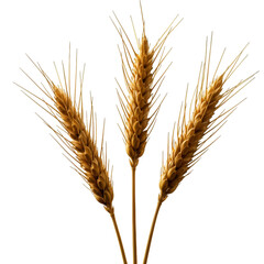 Isolated Golden Wheat Stalks Illustration On Black Background