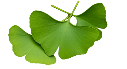 Isolated Green Ginkgo Leaves Illustration On Transparent Background
