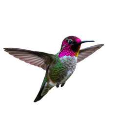 Isolated Hummingbird Illustration With Colorful Feathers And Transparent Background